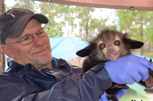 Dr. Louis with a baby Aye-aye