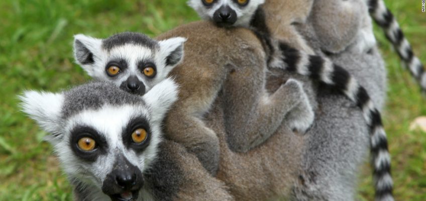 CNN: Lemurs found to be “most threatened mammals” in the world