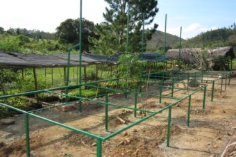 MBP’s Tree Nurseries