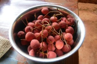 Litchi Season is Here