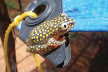 Tales from the field, Madagascar’s frogs!