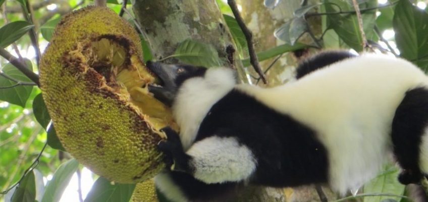 Eating like a Ruffed lemur