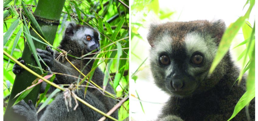 My First Week of Lemurs…