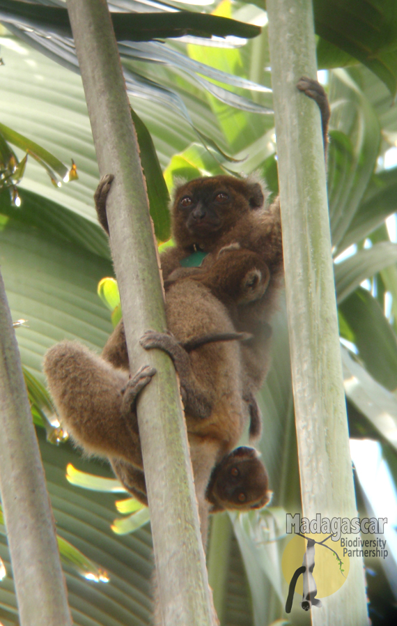 Greater Bamboo Rescue and Discovery!