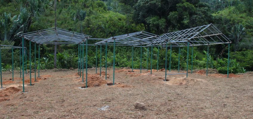 Nursery Updates from Madagascar