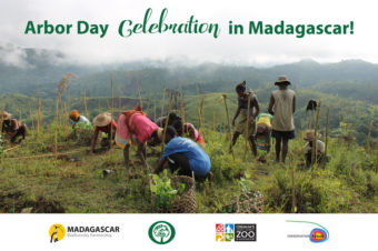 Happy Arbor Day from Madagascar!