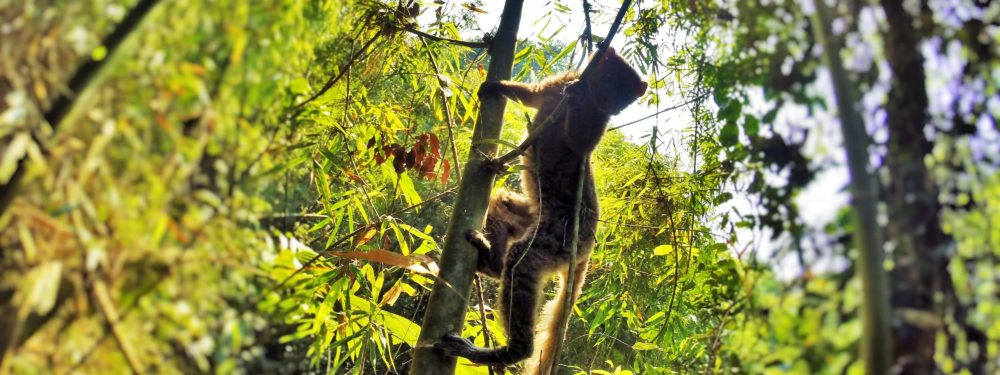 Valiant Rescue: A baby lemur in a purse