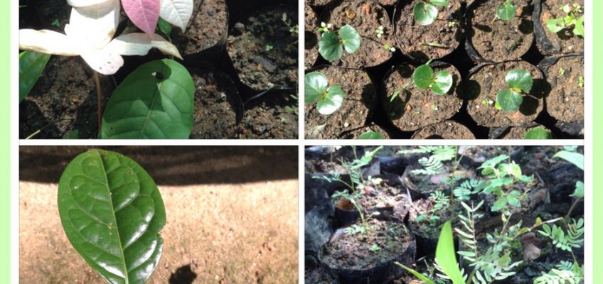 Getting to Grips with a variety of Saplings