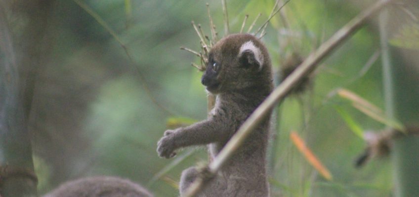 Growing up a Lemur