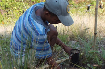 Working to Reach Reforestation Goals