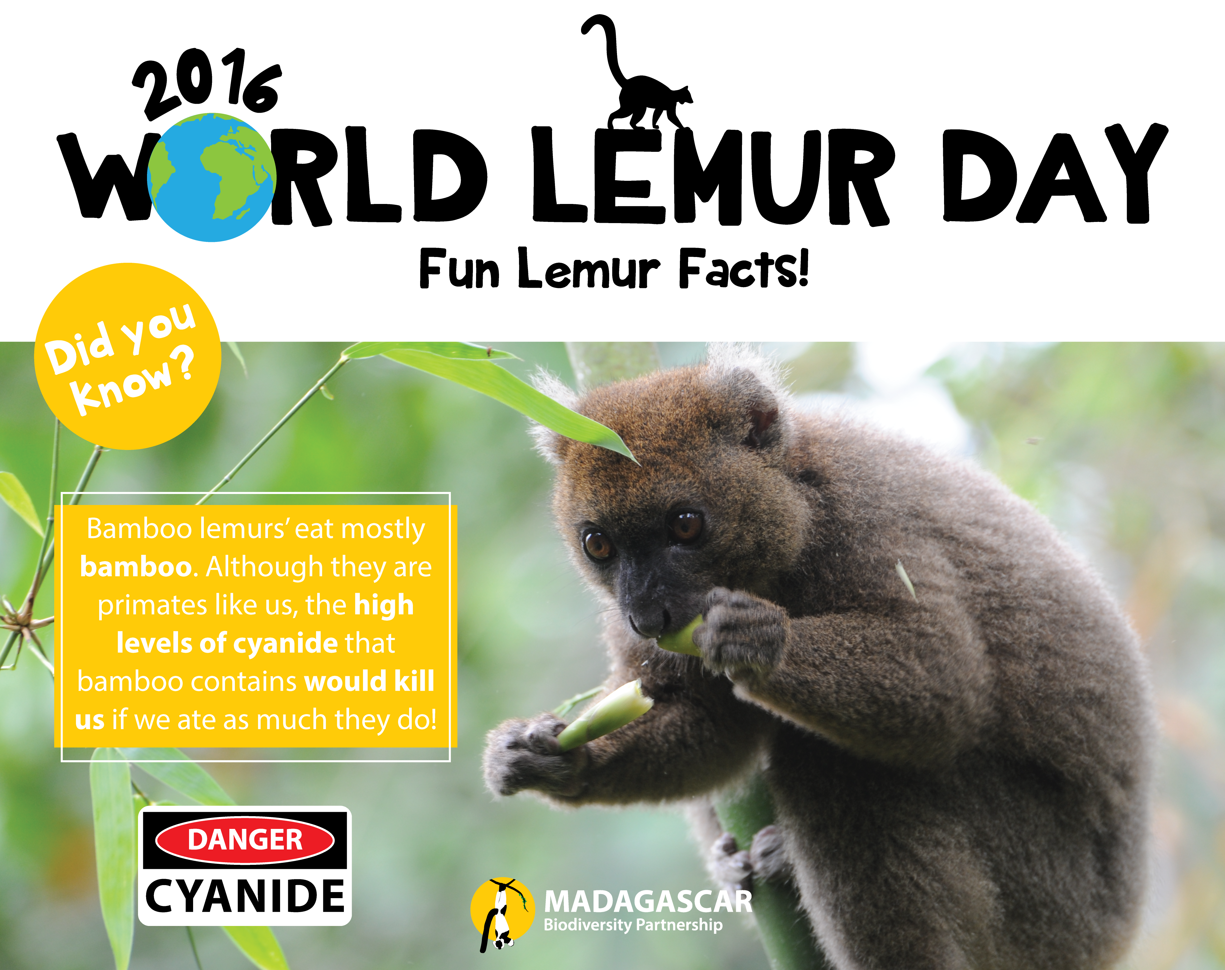 Day 9_Lemur Fact