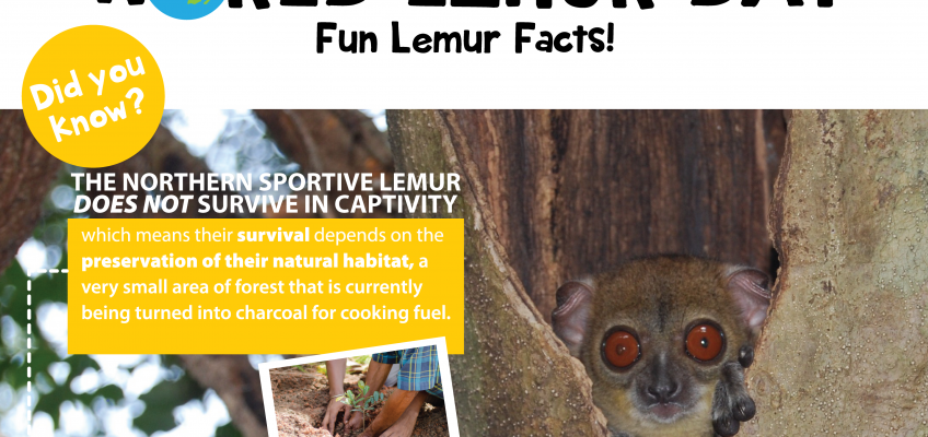 World Lemur Day is 8 days away