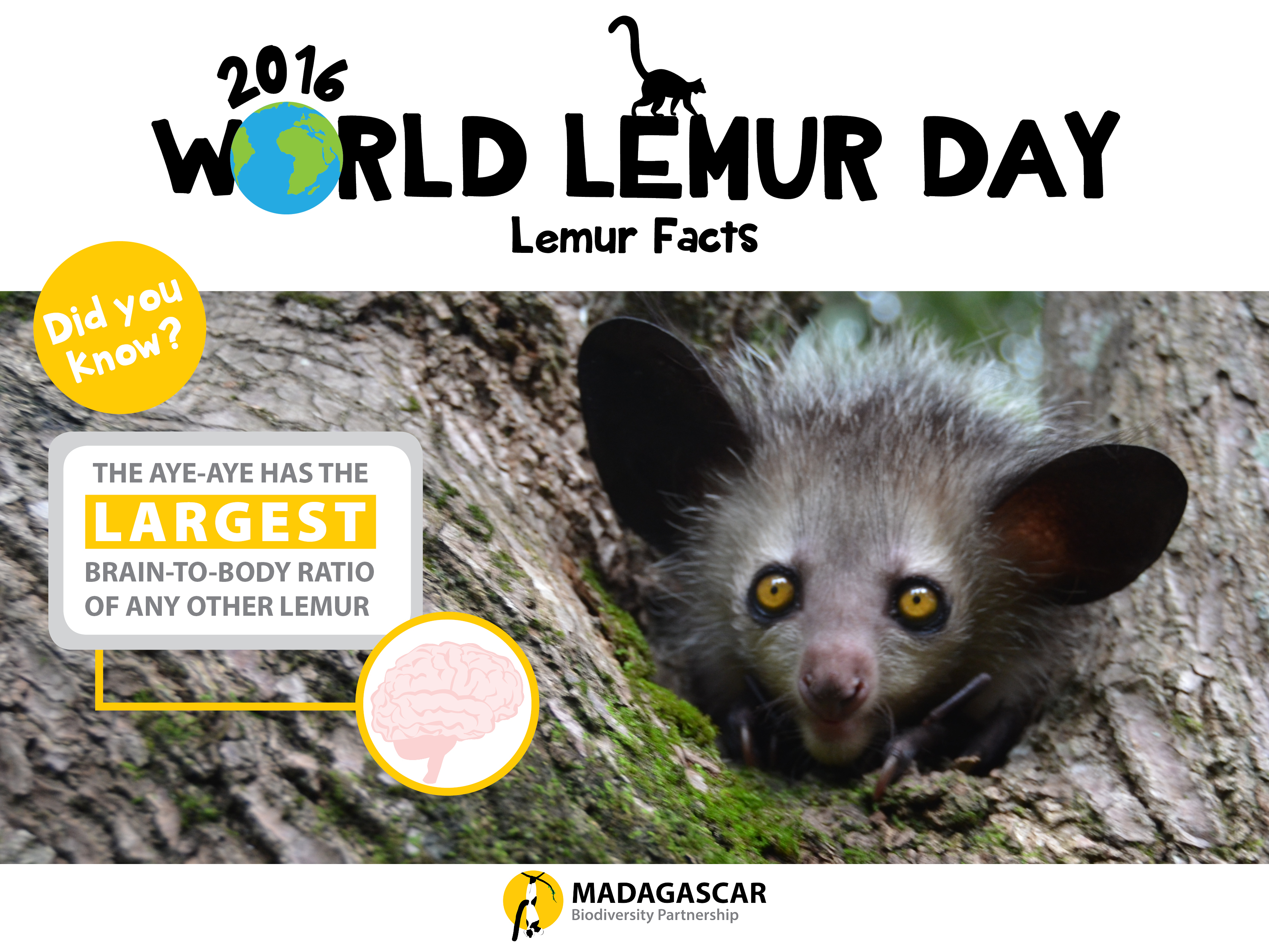 lemur-facts_day-4_