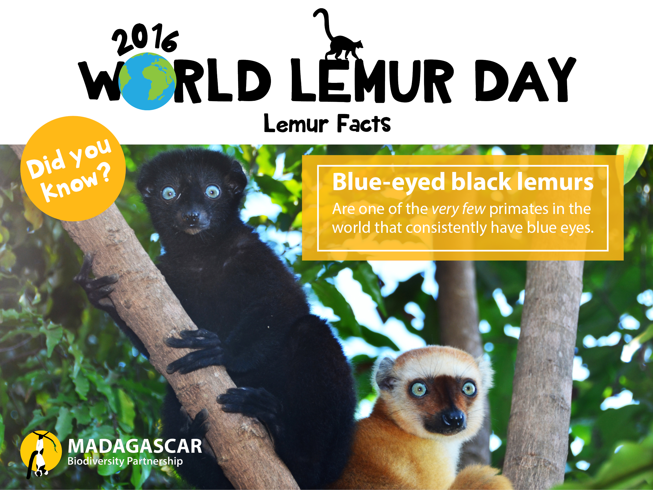 lemur-facts_day-5_