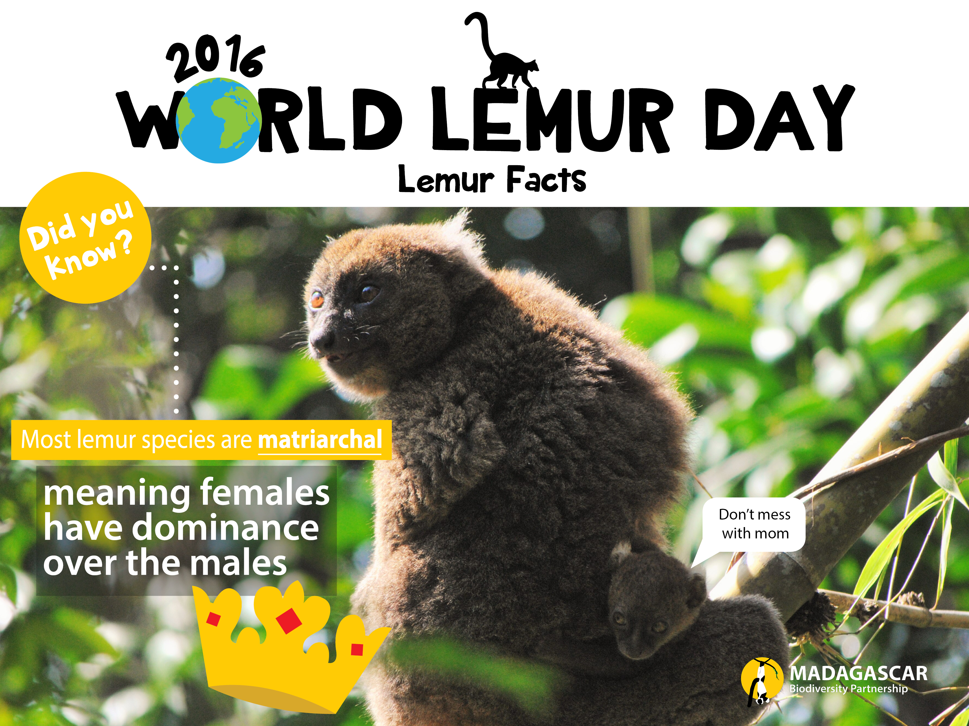 lemur-facts_day-6_better