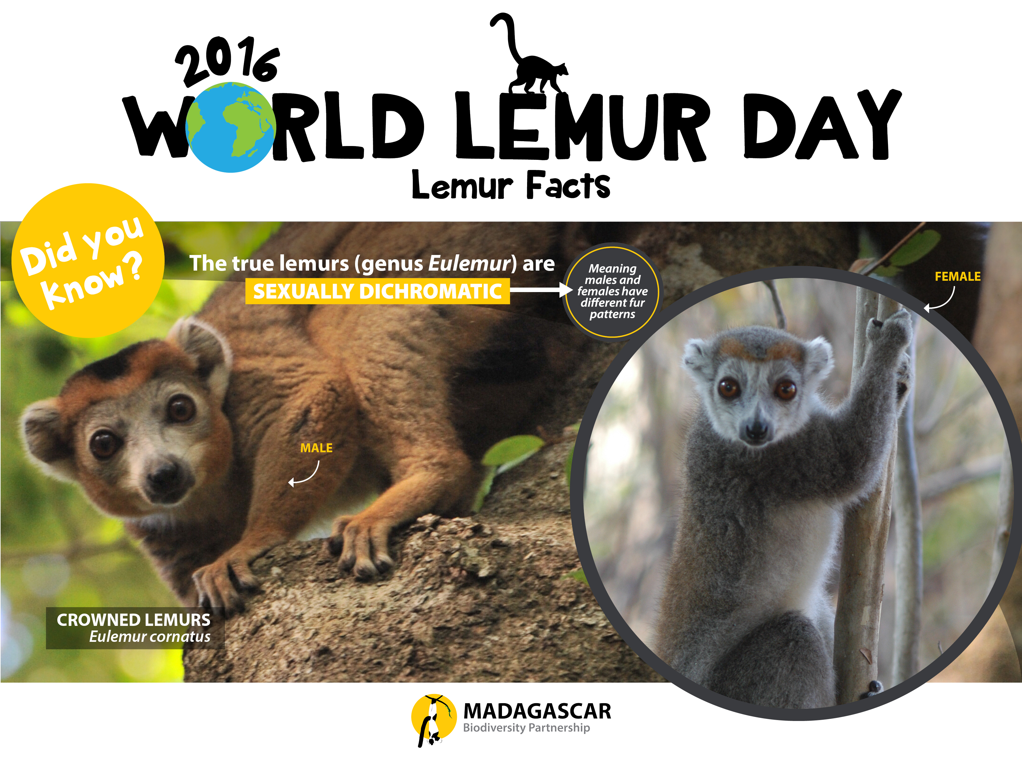 lemur-facts_day1