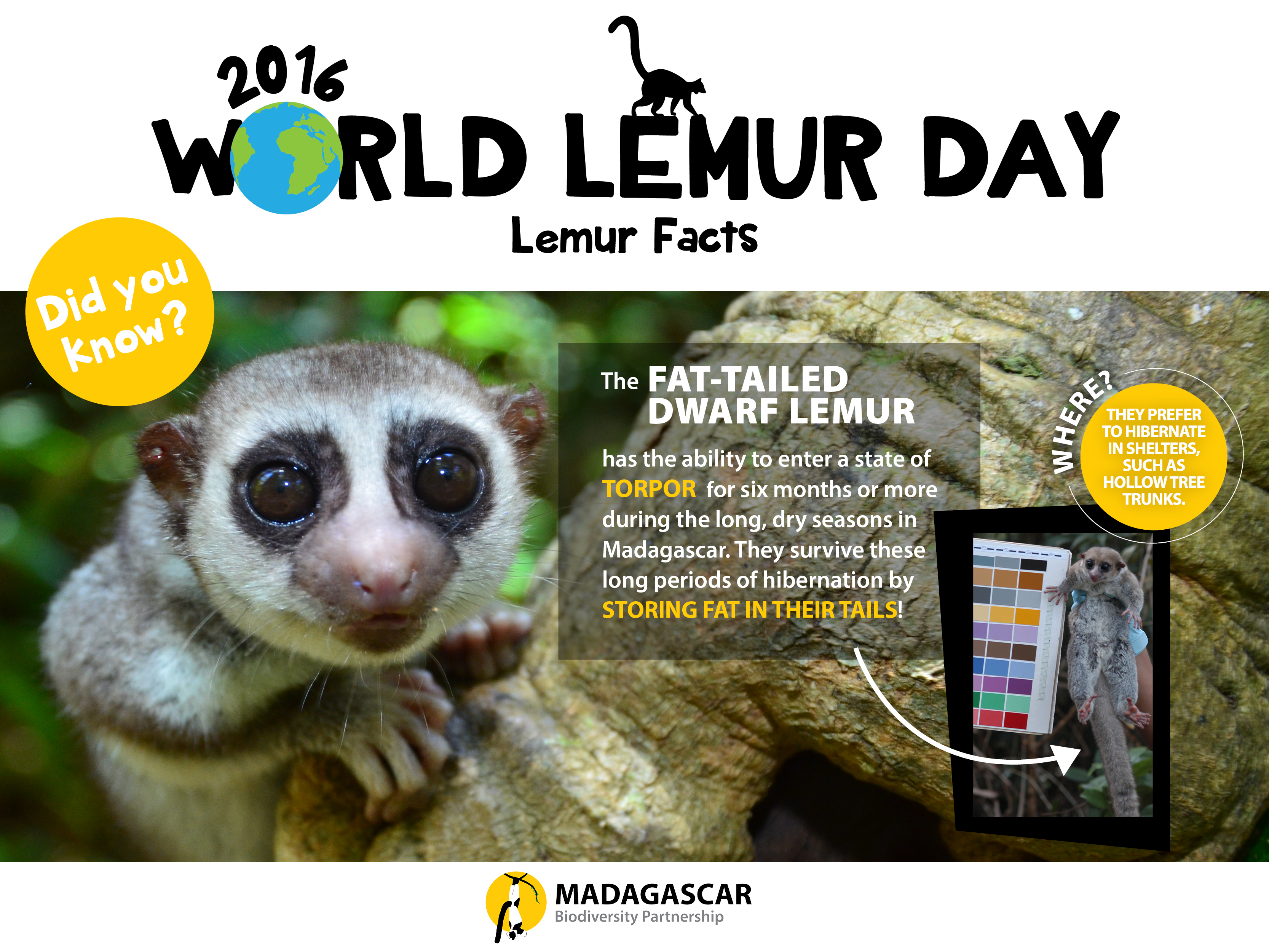 lemur-facts_day3