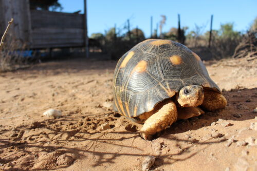 Tortoise campsite
