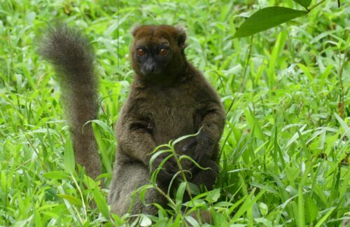 Greater Bamboo Lemur, Madagascar