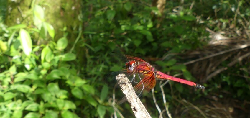 Cyclones, sifakas and dragonflies – Peter’s Blog