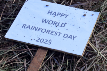 Happy world rainforest day!
